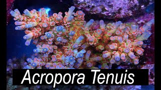 The Easiest Acropora  Acropora Tenuis [upl. by Treb]