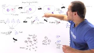 Activation of Lymphocytes [upl. by Bueschel]