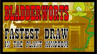 Bladderworts Fastest Draw in the Plant Kingdom [upl. by Middle]