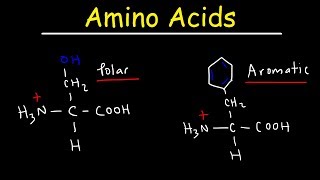 Introduction to Amino Acids [upl. by Ilujna591]