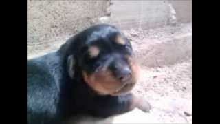 Rottweiler Cachorro ladrando [upl. by Anaej]