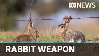 Researchers work to weaponise rogue virus in fight against rabbits  ABC News [upl. by Lerual]