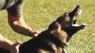 K9 Hard Hitting Takedowns and Apprehensions [upl. by Calan]