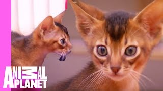 Abyssinian Remy Steals the Spotlight  Too Cute [upl. by Marj]