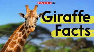 Amazing Giraffe Facts You Need To Know [upl. by Assilanna111]