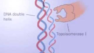 Topoisomerase 1 and 2 [upl. by Alle501]