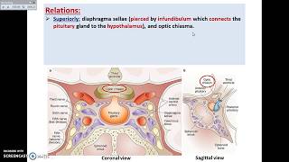 The Pituitary Gland 1  Site and Relations  Dr Ahmed Farid [upl. by Lanny]