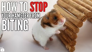 How to STOP your hamster from biting [upl. by Naes110]