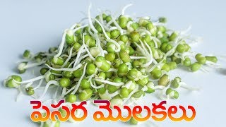 పెసర మొలకలు  Pesara Molakalu in telugu  How to make sprouts [upl. by Mcnamee]