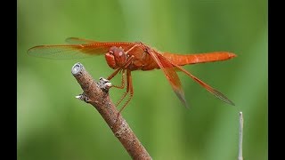 How to catch a Dragonfly [upl. by Cottle]