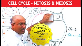 Cell Cycle and Genes  Mitosis amp Meiosis [upl. by Wennerholn]