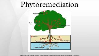 Phytoremediation [upl. by Wiles]