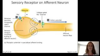 Lecture10 Sensory Physiology [upl. by Kurtz]