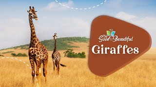 All About Giraffes  Mammals  The Good and the Beautiful [upl. by Dickson]