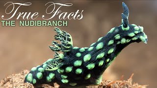 True Facts Freaky Nudibranchs [upl. by Negiam]