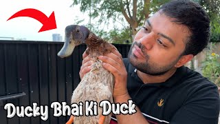 Ducky Bhai Ke Ghar Duck Aa Gayi 😍 [upl. by Ayk]