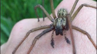 Handling a giant house spider Tegenaria duellica [upl. by Aan]