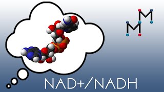 NADNADH Mechanism amp Coenzyme Chemistry [upl. by Ennayk]