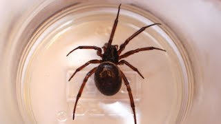 False widow spiders what you need to know [upl. by Ennovart32]