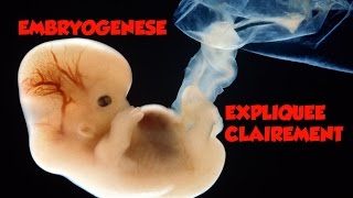 🔴 Dr Astuce  EMBRYOLOGIE EXPLIQUEE CLAIREMENT [upl. by Ibrab]