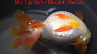 Swim Bladder Disease in Goldfish [upl. by Anne]