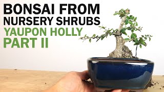 Creating a Bonsai from Nursery Shrubs Part II  Yaupon Holly [upl. by Imij]