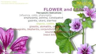 Mallow Health benefits of the Malva Sylvestris Mallow plant [upl. by Haydon]