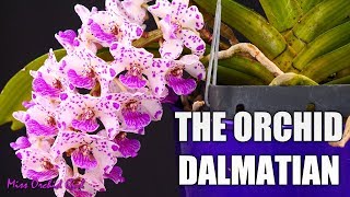 Rhynchostylis gigantea Orchid  Growth habit amp Care tips [upl. by Cirdec]