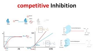 competitive Inhibition [upl. by Eceinej]