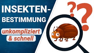 Insekten bestimmen  Welches Insekt ist das [upl. by Ayian]