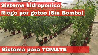 Sistema hidroponico para tomate ¿Cómo sembrar tomate en hidroponía [upl. by Onitsuaf351]