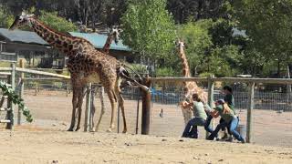 Baby Giraffe Birth at Safari West [upl. by Malanie]