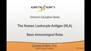 The Human Leukocyte Antigen  Basic Immunological Roles [upl. by Anotyal]