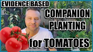 Companion Planting  14 Companion Plants for Tomatoes Evidence Based [upl. by Sebastiano]