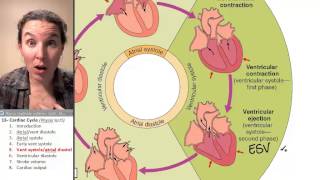 Cardiac cycle 5 Atrial diastole ventricular systole [upl. by Yssenhguahs]