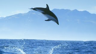 Incredible Dolphin Moments  BBC Earth [upl. by Okir]