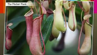 Insectivorous Plants  Macmillan Education India [upl. by Mccomb799]