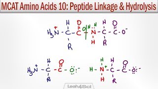 Amino Acid Peptide Linkage and Hydrolysis Reactions [upl. by Brittany109]