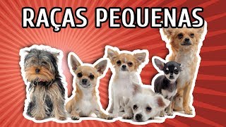 RAÇAS DE CACHORROS PEQUENOS CARACTERÍSTICAS  LISTÃO [upl. by Ayikat903]