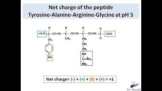 How to calculate the charge of a peptide chain [upl. by Vershen]