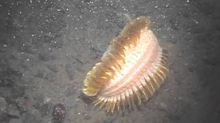 New Species in the Polar Seas [upl. by Avle]