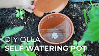 How to make DIY Ollas SelfWatering Systems for Plants [upl. by Lamarre]