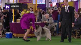 Keeshonden  Breed Judging 2019 [upl. by Harli941]