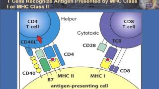 T Cell Activation and Control [upl. by Milt317]