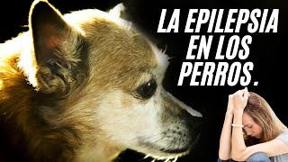 Epilepsia en Perros  IMÁGENES MUY FUERTES [upl. by Booker463]