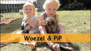 TWEE PUPPYS OPHALEN  Woezel amp Pip  Bellinga Family Vlog 675 [upl. by Verras]