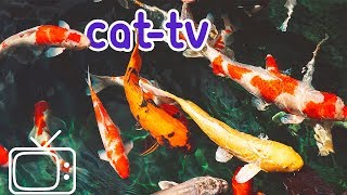 CATTV  Boredom Blasting Fish Videos for Cats [upl. by Nnaear]