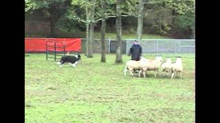 Rough Collie  Herding Trial  PBCA 2005 [upl. by Dolph]