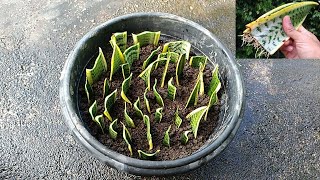 How to Grow Snake Plants from Cuttings Easily [upl. by Wells]