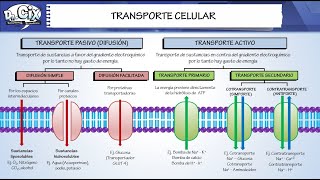 TRANSPORTE CELULAR  Biología molecular [upl. by Milty428]